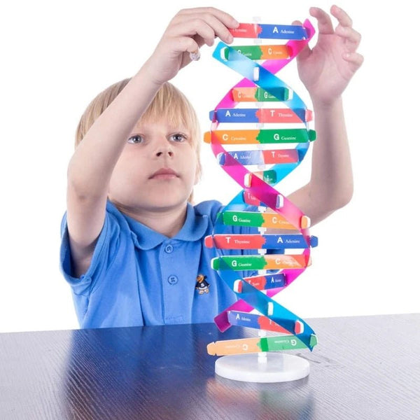 Biological Science Human DNA Puzzle Model Educational Genetic Structure Toy - #Toys For Kids#