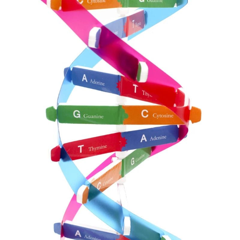 Biological Science Human DNA Puzzle Model Educational Genetic Structure Toy - #Toys For Kids#