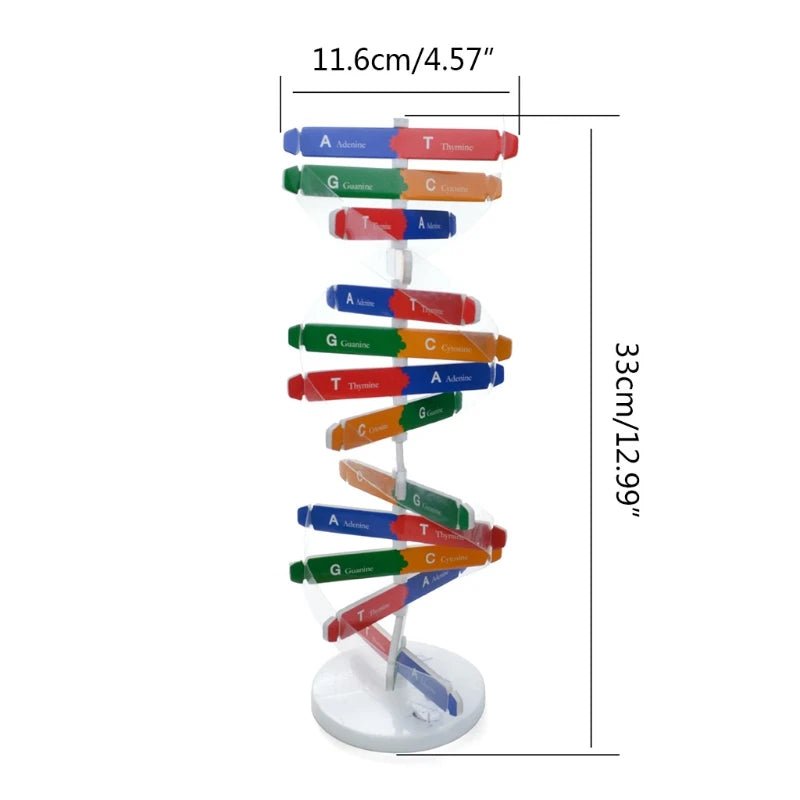 Biological Science Human DNA Puzzle Model Educational Genetic Structure Toy - #Toys For Kids#