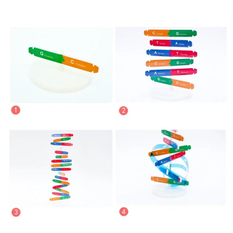 Biological Science Human DNA Puzzle Model Educational Genetic Structure Toy - #Toys For Kids#